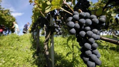 Los salte�os optan por los vinos locales