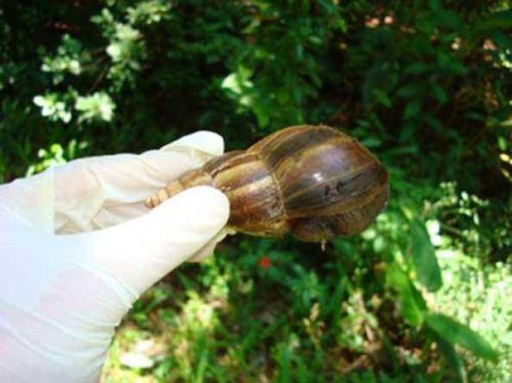 En Iguaz� sigue la preocupaci�n por aparici�n de caracoles africanos