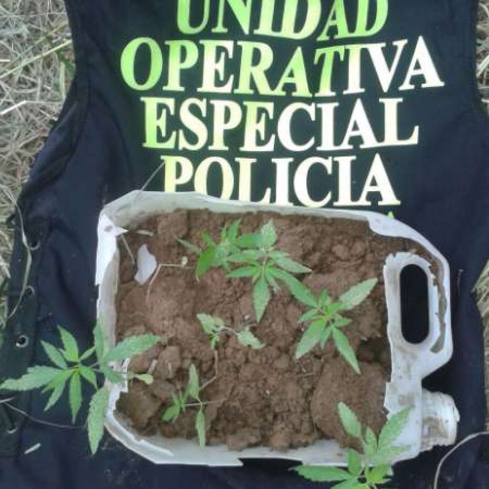 Secuestraron siete plantines de Cannabis Sativa en barrio Virgen del Valle