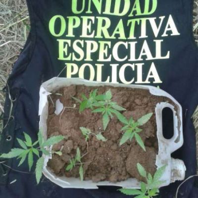 Secuestraron siete plantines de Cannabis Sativa en barrio Virgen del Valle