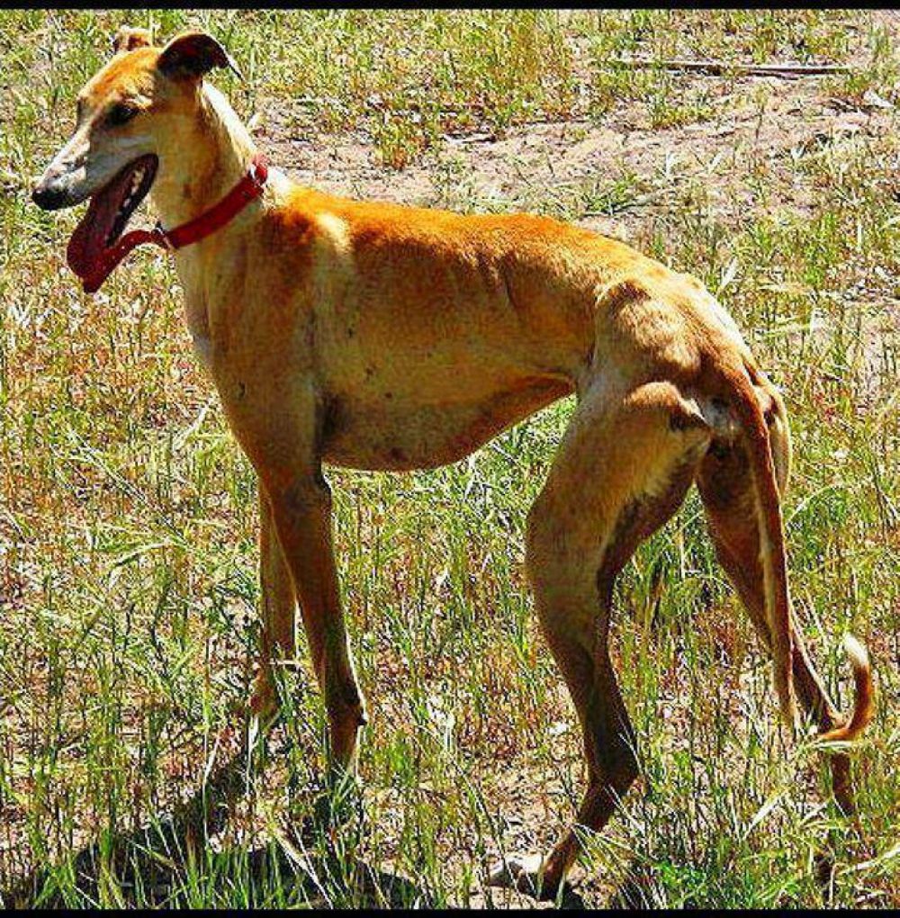 Secuestran galgos que eran utilizados para la caza ilegal