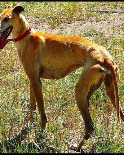 Secuestran galgos que eran utilizados para la caza ilegal