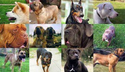 En julio empezar�n a sancionar a los due�os de los perros sin microchip  