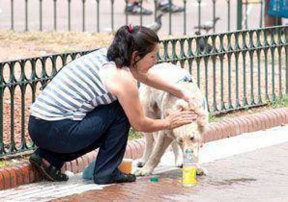 Impulsan el padrinazgo responsable de las mascotas y un registro �nico