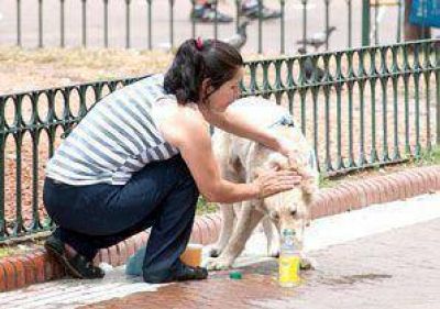 Impulsan el padrinazgo responsable de las mascotas y un registro �nico
