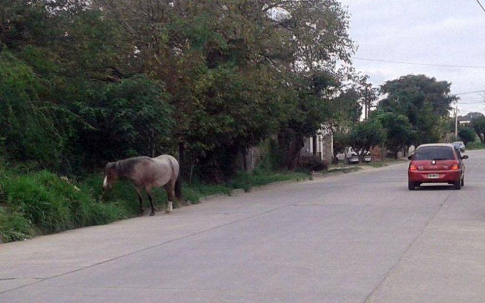 Animales sueltos en la v�a p�blica