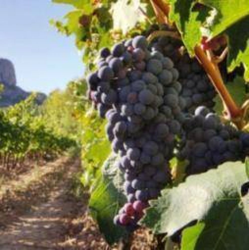 CARPA denunci� �la peor crisis de la historia vitivin�cola�