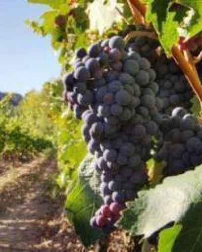CARPA denunci� �la peor crisis de la historia vitivin�cola�