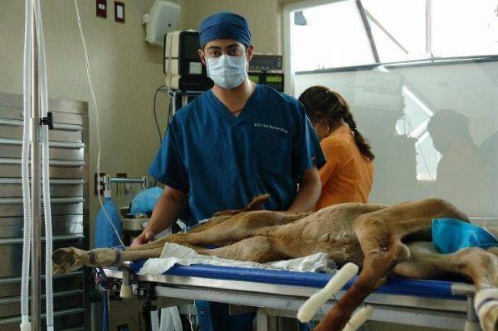 Piden la creaci�n de un hospital veterinario p�blico