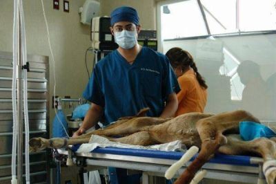 Piden la creaci�n de un hospital veterinario p�blico