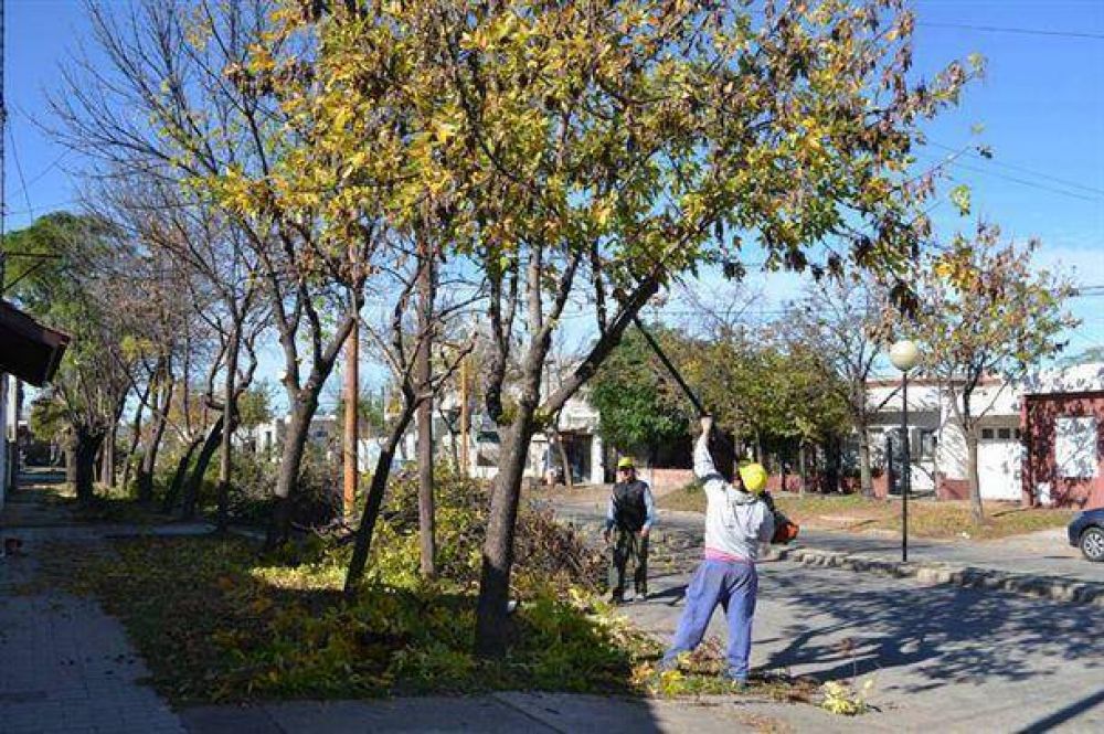 La Comuna sigue adelante con la poda dentro de las cuatro avenidas