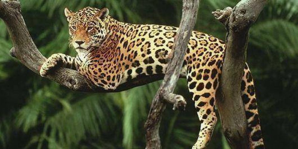 Tras varias d�cadas de estar extinto, vuelve a Corrientes el Yaguaret�