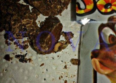 Arcor se lava las manos, salvo para fabricar sus chocolates: Ni�o comi� un �Sapito� relleno con gusano
