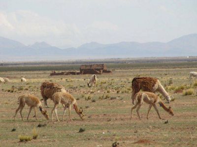 Avanza el manejo sustentable de la vicu�a en silvestr�a