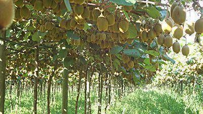 Toman medidas para evitar la dispersi�n de una plaga del kiwi
