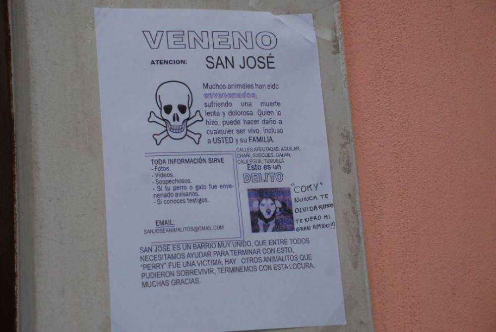 Vecinos denunciaron envenenamiento de perros