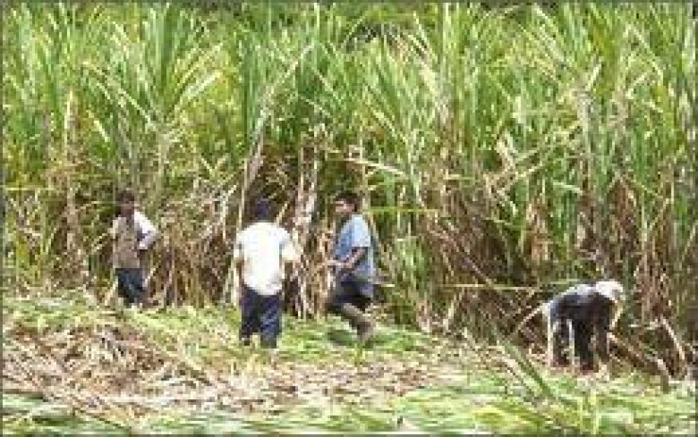 Buscan determinar la variedad de ca�a que mejor se adapta al suelo misionero
