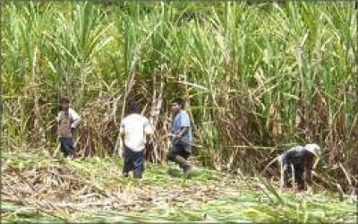 Buscan determinar la variedad de ca�a que mejor se adapta al suelo misionero