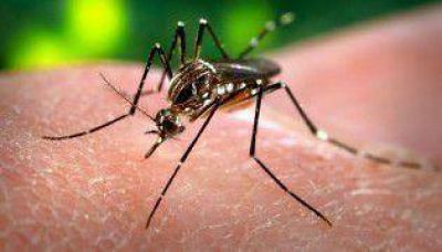 Dengue: confirman 15 casos en la Ciudad y localidades bonaerenses