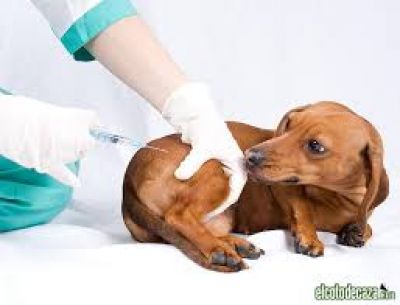 La Provincia saldr� a castrar y vacunar perros y gatos