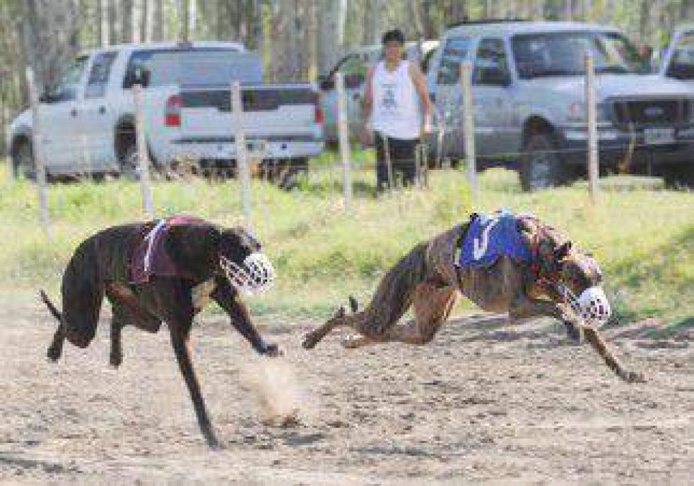 Impulsan norma para prohibir las carreras de perros 