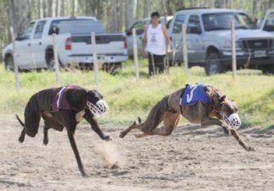 Impulsan norma para prohibir las carreras de perros 