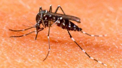 Alerta por casos de dengue en Capital Federal y el conurbano