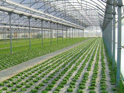 Hoy se inicia el curso sobre Producci�n de Invernaderos