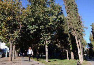 Faltan miles de �rboles para que la ciudad respire mejor 
