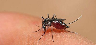 Alerta por un caso de dengue en la Regi�n
