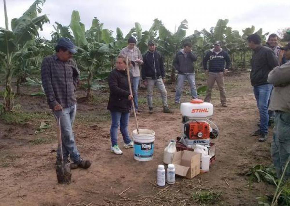 Brindan apoyo tcnico en cultivo de banana a originarios de La Primavera