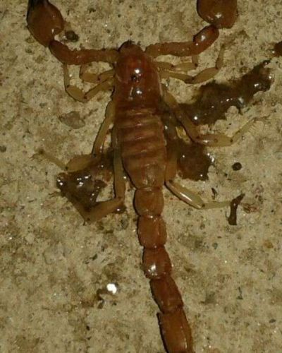 Beb� fue atacada por un alacr�n en Barrio Ant�rtida