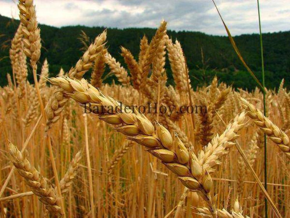 Jaime Linares: �La desaparici�n de miles de peque�os productores de trigo ser� responsabilidad del Gobierno�