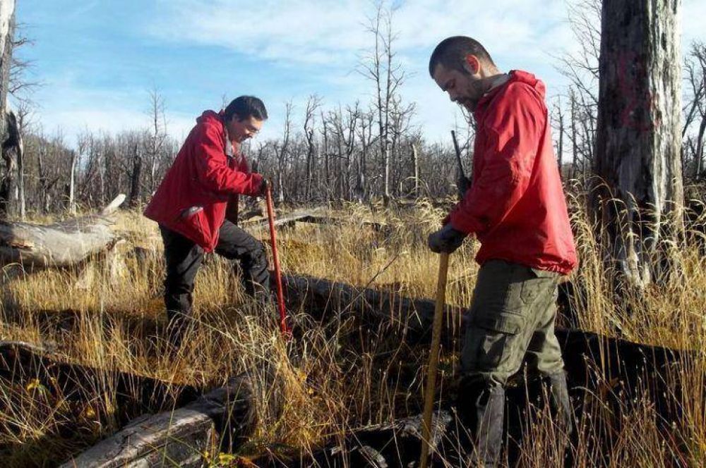 Gobierno restaura 47 hectreas de bosque nativo incendiado