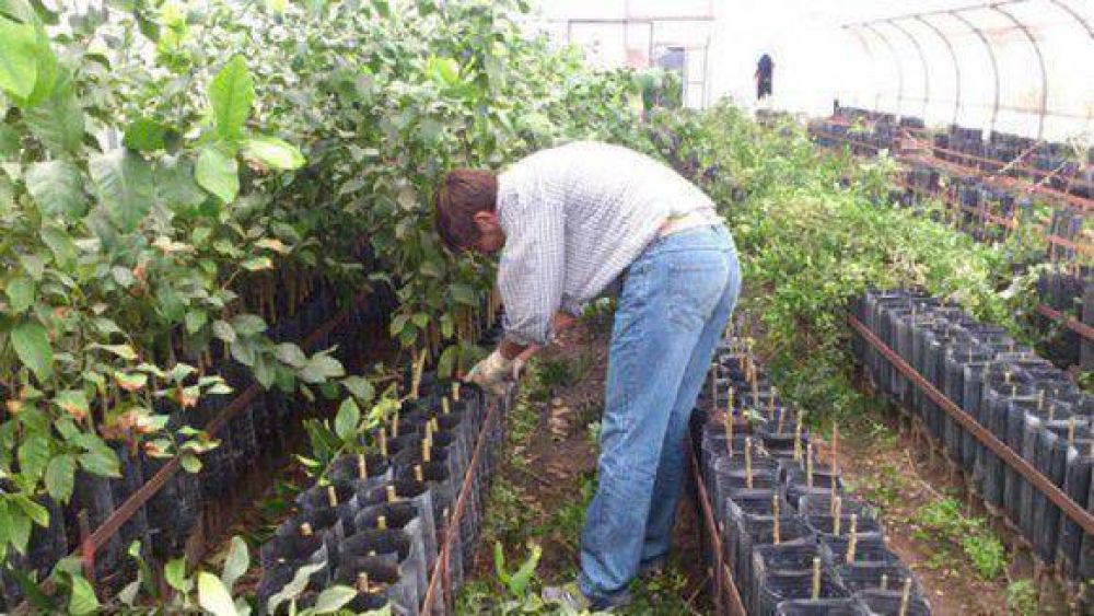 Destrucci�n de 6 mil plantas c�tricas en un vivero