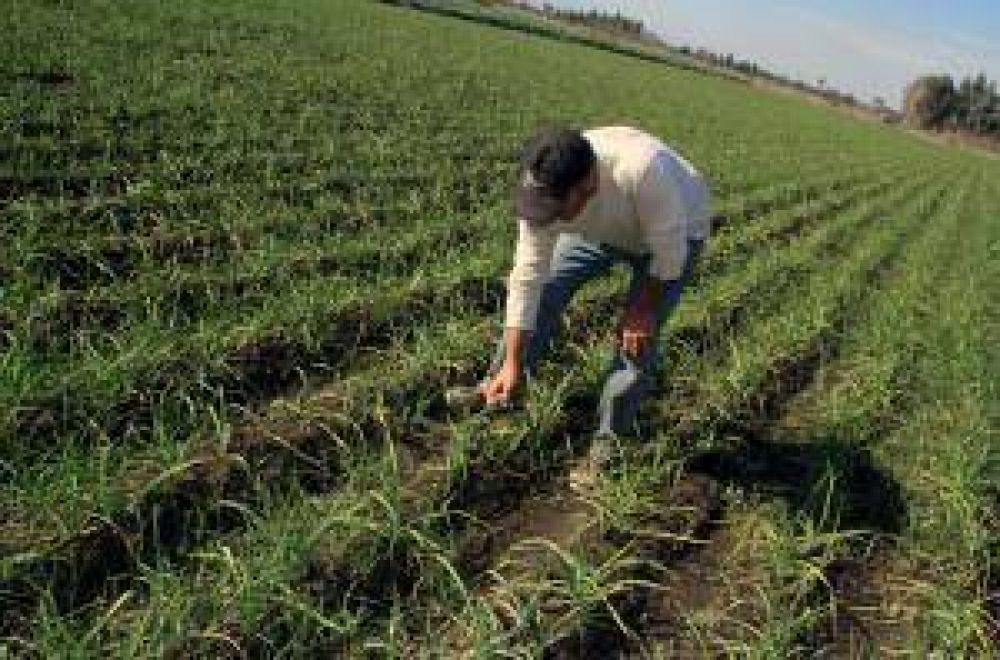 Ilusi�n por el ajo, tras siete a�os consecutivos de ca�da