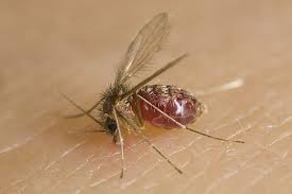 Crecen los casos de leishmaniasis en Concordia y preocupa la transmisi�n a humanos 