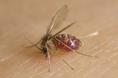Crecen los casos de leishmaniasis en Concordia y preocupa la transmisi�n a humanos 