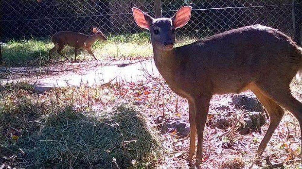 El Zool�gico de La Plata present� en sociedad sus incorporaciones de animales aut�ctonos