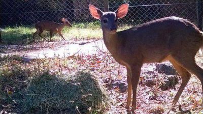 El Zool�gico de La Plata present� en sociedad sus incorporaciones de animales aut�ctonos