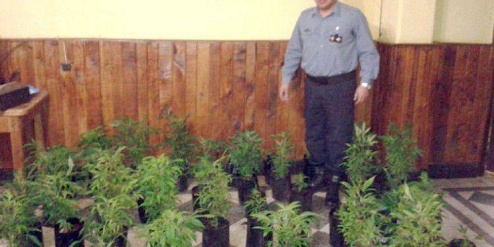 Polica descubre mudanza de plantas de marihuana