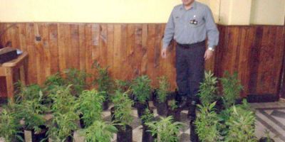 Polic�a descubre mudanza de plantas de marihuana