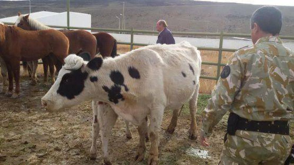 GEOR detuvo un cami�n jaula que transportaba caballos y vacas