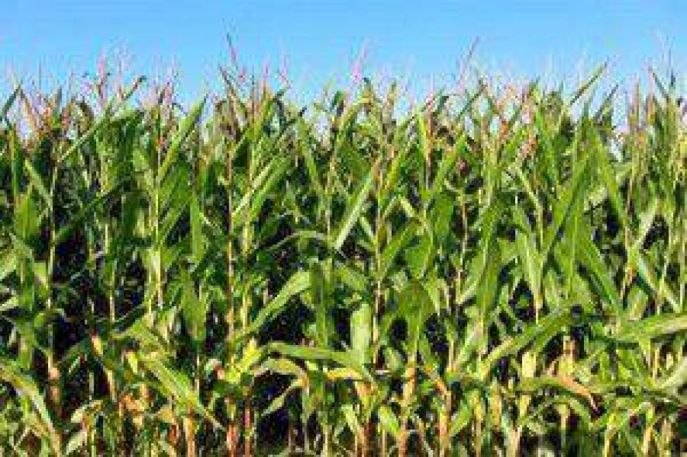 Analizan cmo en maz, trigo y soja, los rendimientos podran mejorar hasta un 40%
