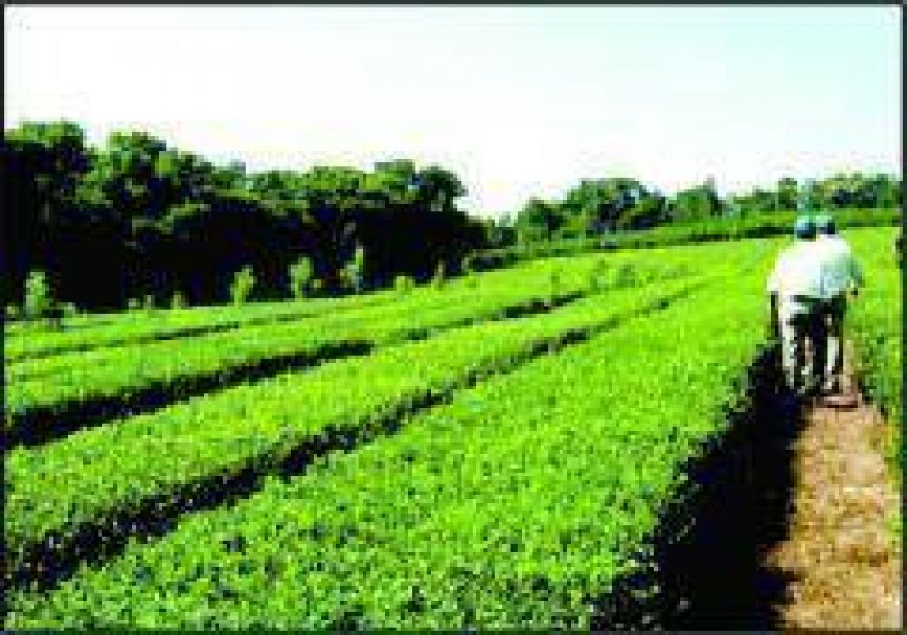 Aseguran que las empresas exportadoras de t� no est�n pagando el precio fijado de 90 centavos