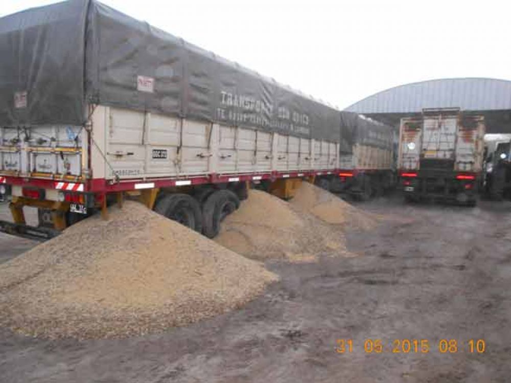 Derrame intencional de cereal