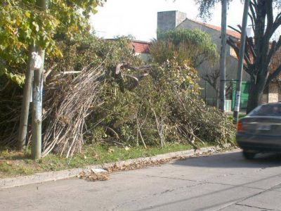 Mayor frecuencia de podas