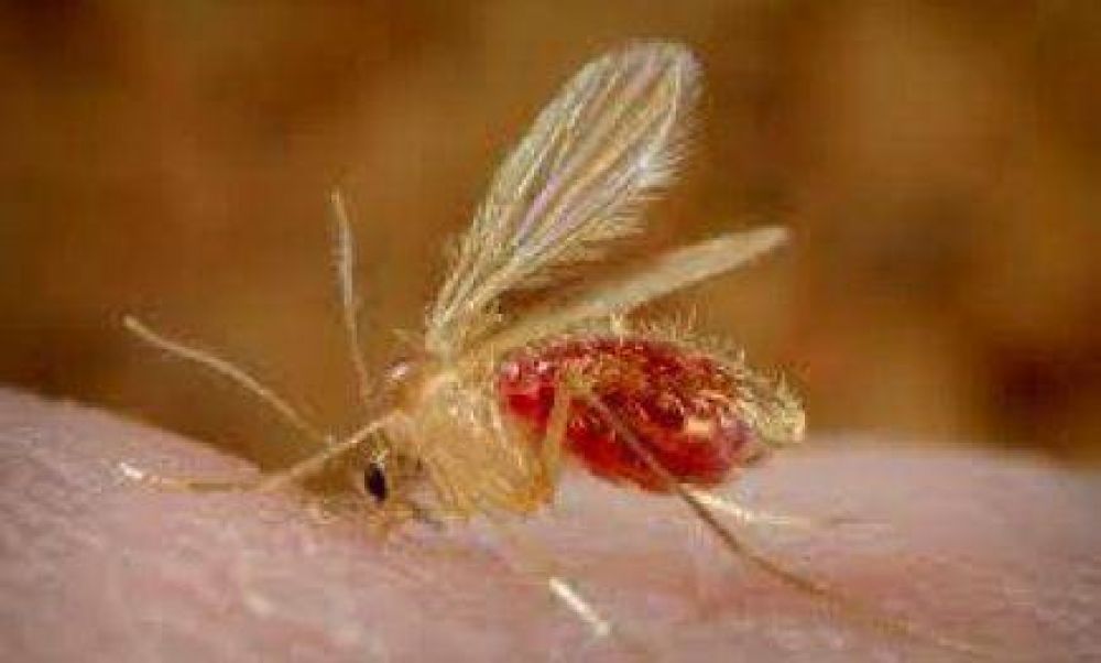 Joven con Leishmaniasis visceral est� internado en el Hospital Madariaga