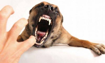 Jujuy: peque�o ni�o result� seriamente herido tras ser atacado por un perro
