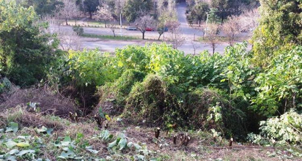 Por seguridad, podan la barranca